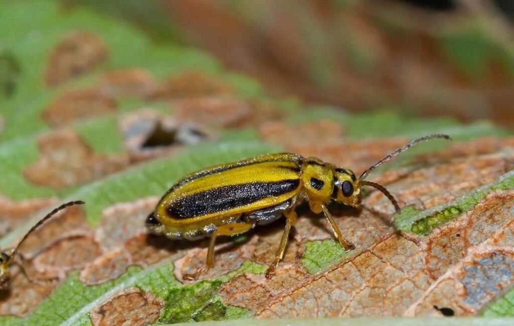 Insetto Garucella